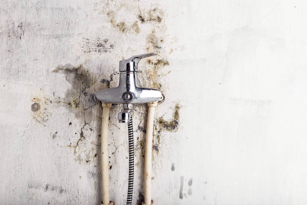 Best Residential Mold Remediation in Ladera, CA