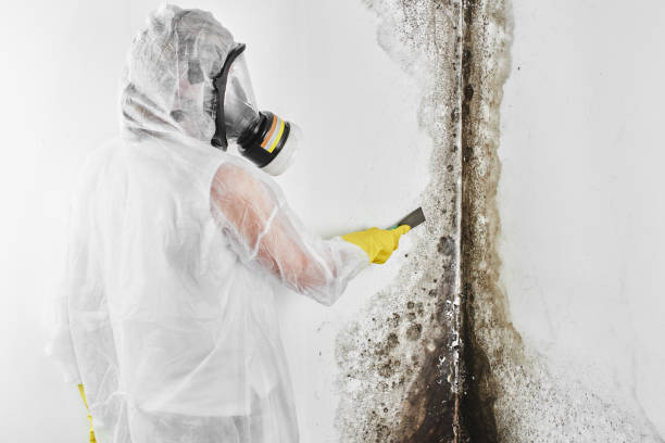 Best Black Mold Remediation in Ladera, CA