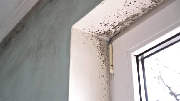 Best Post-Flood Mold Remediation in Ladera, CA