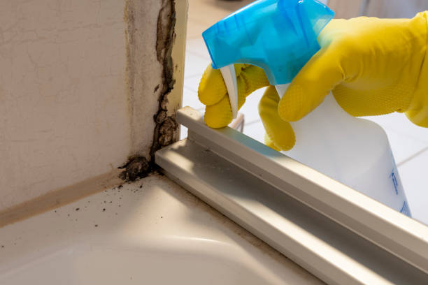 Best DIY Mold Remediation Support Services in Ladera, CA