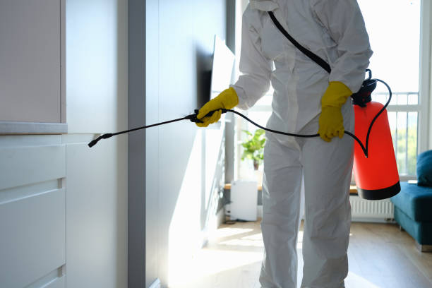 Best White Mold Remediation in Ladera, CA