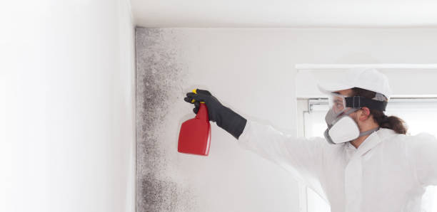 Best Insurance-Related Mold Remediation in Ladera, CA