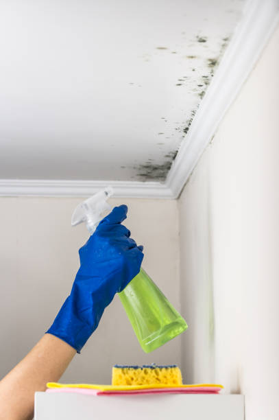 Best HVAC Mold Remediation in Ladera, CA
